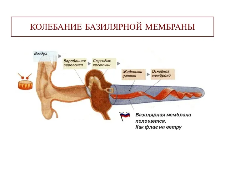 КОЛЕБАНИЕ БАЗИЛЯРНОЙ МЕМБРАНЫ Базилярная мембрана полощется, Как флаг на ветру