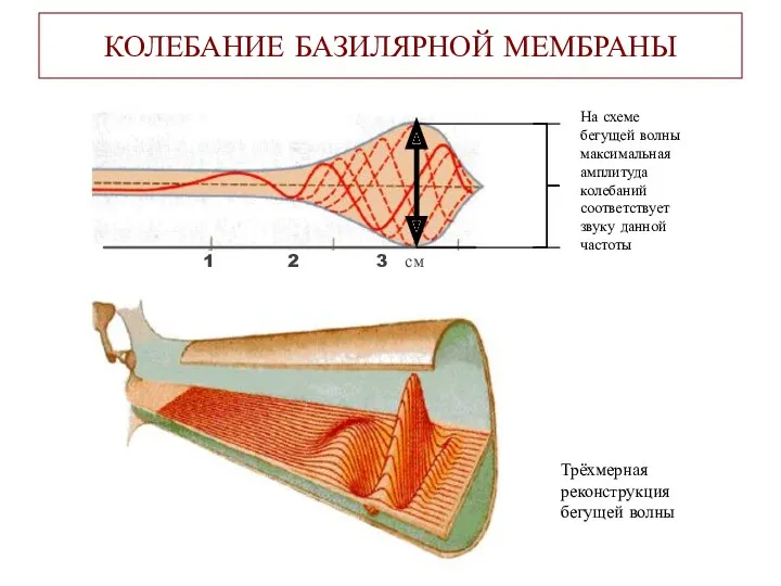 КОЛЕБАНИЕ БАЗИЛЯРНОЙ МЕМБРАНЫ 1 2 3 см На схеме бегущей