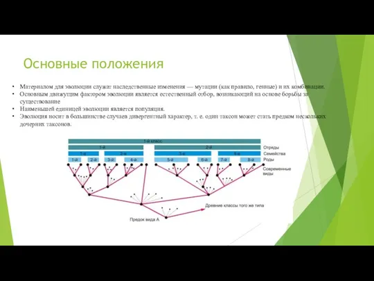 Основные положения Материалом для эволюции служат наследственные изменения — мутации