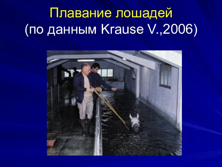 Плавание лошадей (по данным Krause V.,2006)