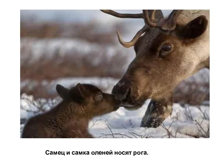 Самец и самка оленей носят рога.