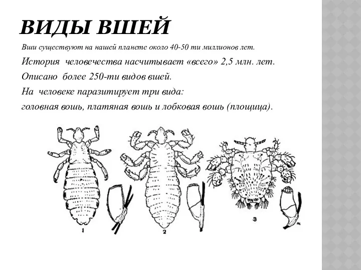 ВИДЫ ВШЕЙ Вши существуют на нашей планете около 40-50 ти миллионов лет. История