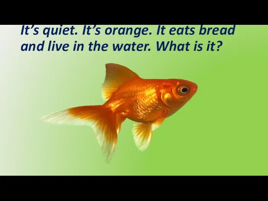 It’s quiet. It’s orange. It eats bread and live in the water. What is it?