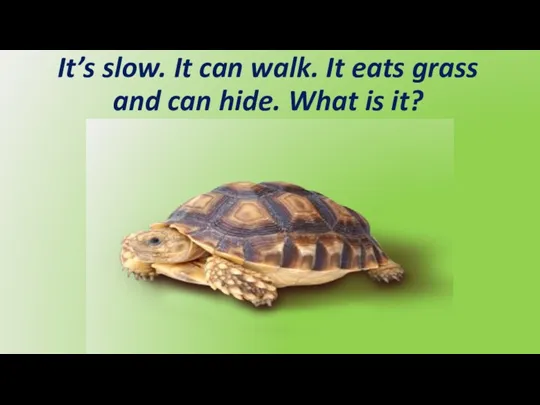 It’s slow. It can walk. It eats grass and can hide. What is it?