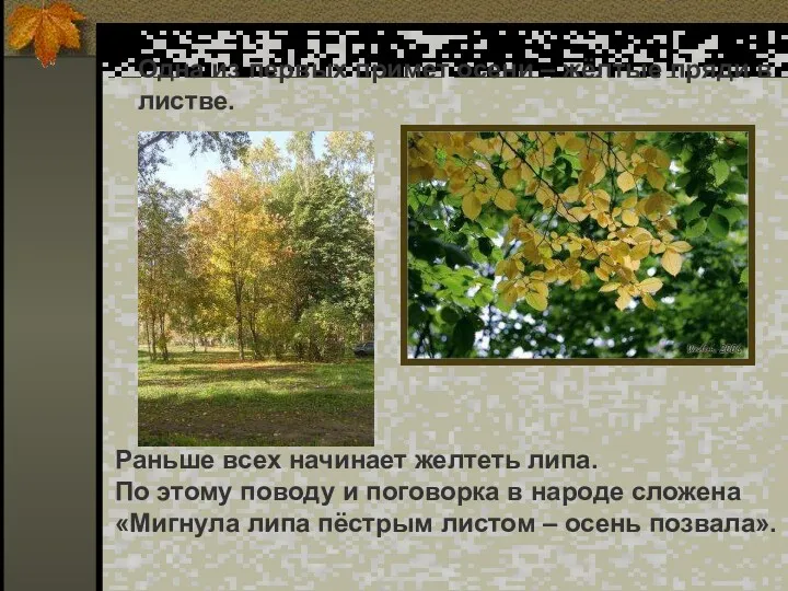 Одна из первых примет осени – жёлтые пряди в листве.