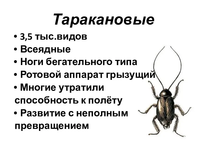 Таракановые 3,5 тыс.видов Всеядные Ноги бегательного типа Ротовой аппарат грызущий