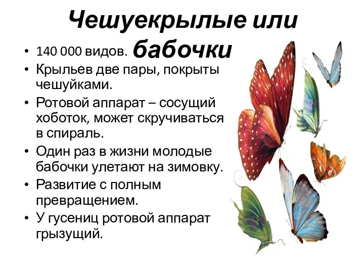 Чешуекрылые или бабочки 140 000 видов. Крыльев две пары, покрыты