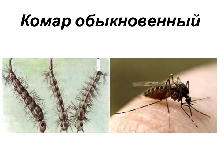 Комар обыкновенный