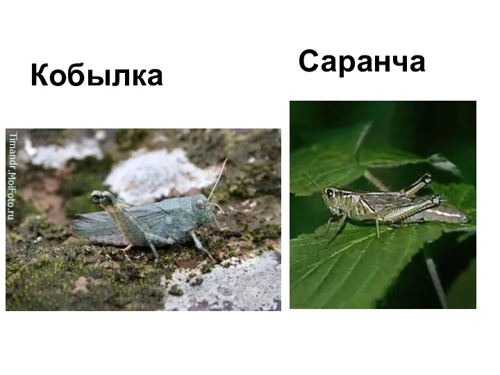 Кобылка Саранча