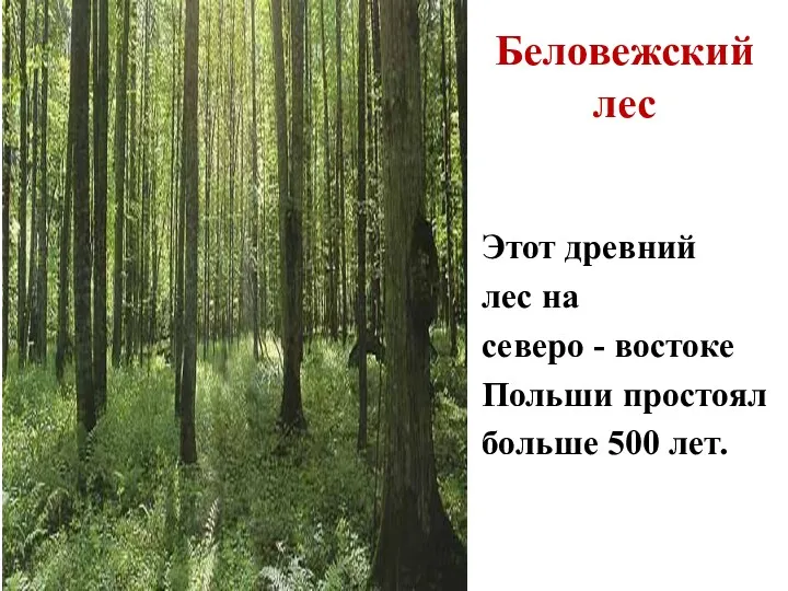 Этот древний лес на северо - востоке Польши простоял больше 500 лет. Беловежский лес