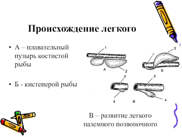 Происхождение легкого А – плавательный пузырь костистой рыбы Б - кистеперой рыбы В