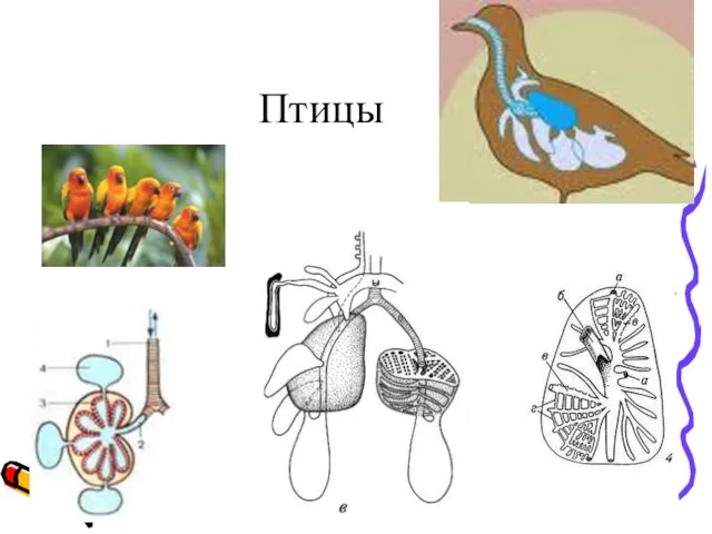 Птицы