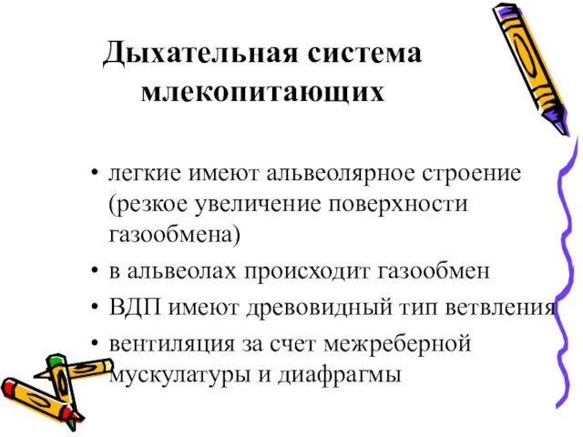 Дыхательная система млекопитающих легкие имеют альвеолярное строение (резкое увеличение поверхности газообмена) в альвеолах