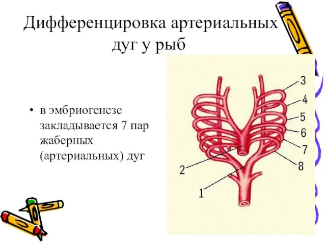 Дифференцировка артериальных дуг у рыб в эмбриогенезе закладывается 7 пар жаберных (артериальных) дуг