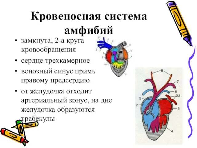 Кровеносная система амфибий замкнута, 2-а круга кровообращения сердце трехкамерное венозный синус примыкает к