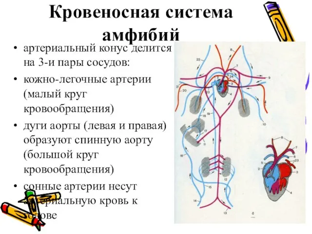 Кровеносная система амфибий артериальный конус делится на 3-и пары сосудов: