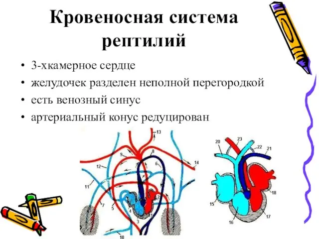 Кровеносная система рептилий 3-хкамерное сердце желудочек разделен неполной перегородкой есть венозный синус артериальный конус редуцирован