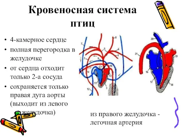 Кровеносная система птиц 4-камерное сердце полная перегородка в желудочке от