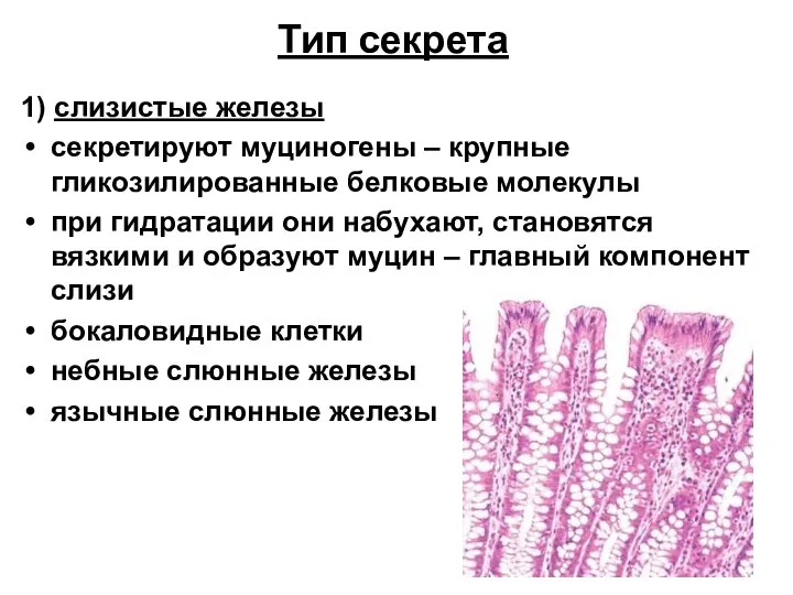 Тип секрета 1) слизистые железы секретируют муциногены – крупные гликозилированные