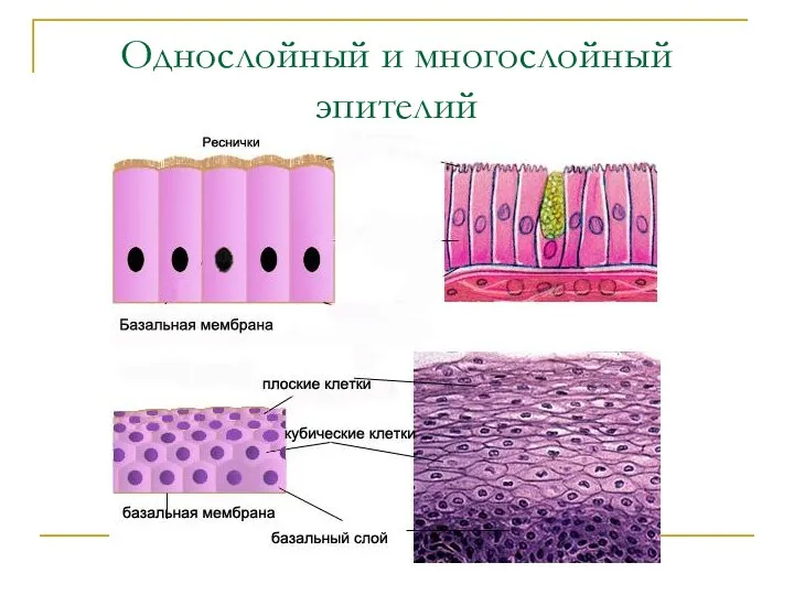 Однослойный и многослойный эпителий