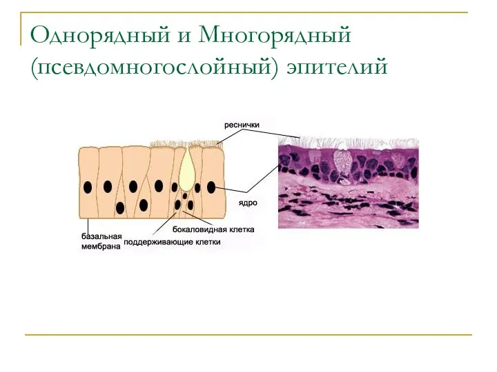 Однорядный и Многорядный (псевдомногослойный) эпителий