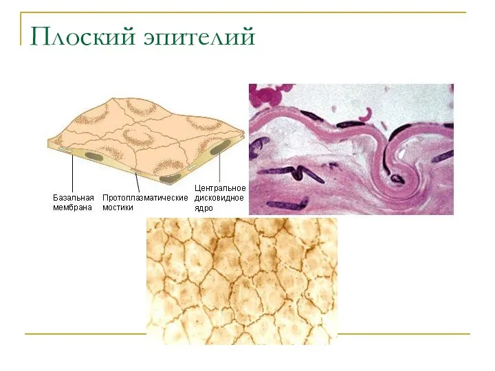 Плоский эпителий