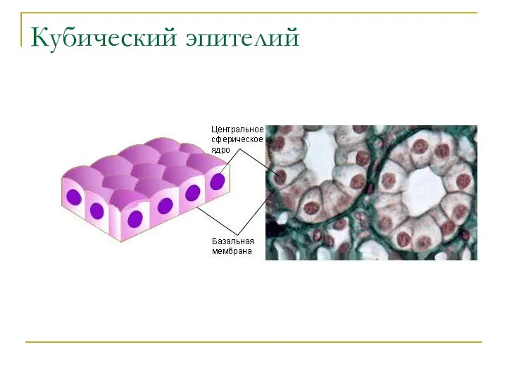 Кубический эпителий