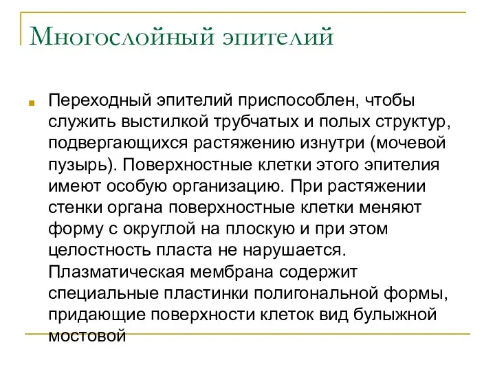 Многослойный эпителий Переходный эпителий приспособлен, чтобы служить выстилкой трубчатых и