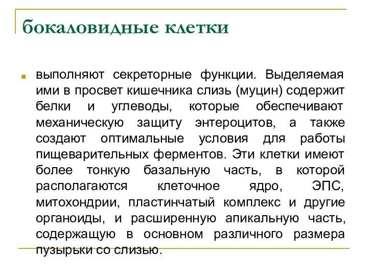 бокаловидные клетки выполняют секреторные функции. Выделяемая ими в просвет кишечника