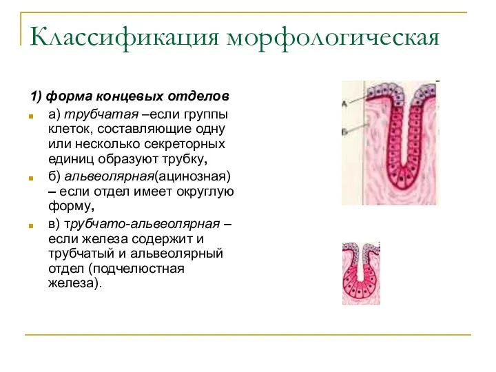 Классификация морфологическая 1) форма концевых отделов а) трубчатая –если группы