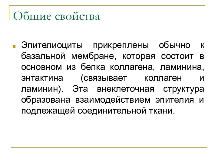 Общие свойства Эпителиоциты прикреплены обычно к базальной мембране, которая состоит