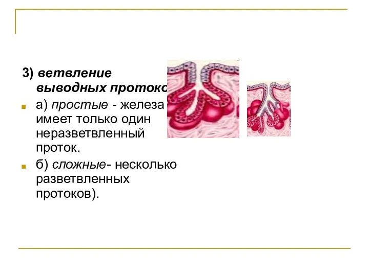 3) ветвление выводных протоков а) простые - железа имеет только