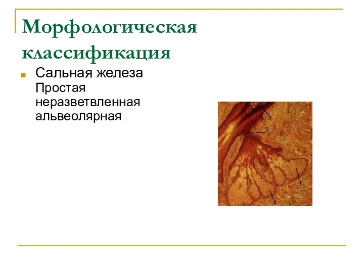 Морфологическая классификация Сальная железа Простая неразветвленная альвеолярная