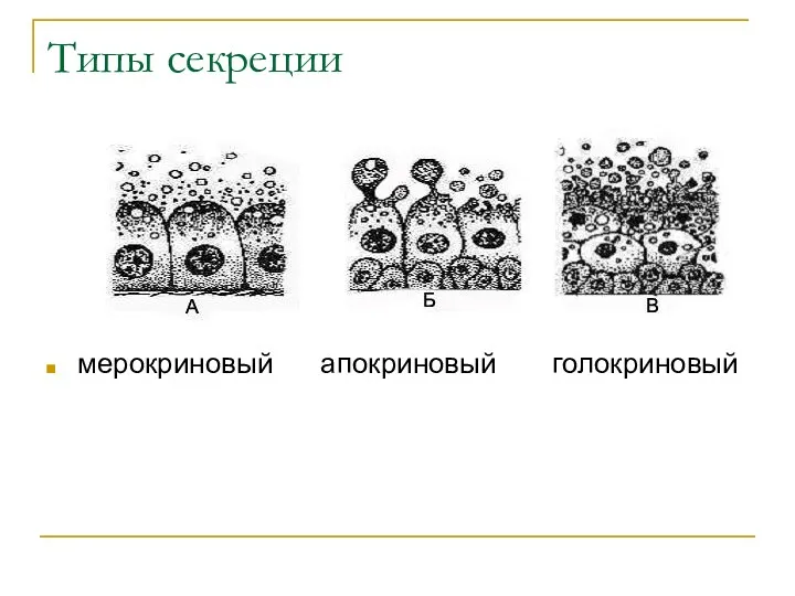 Типы секреции мерокриновый апокриновый голокриновый