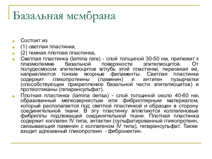 Базальная мембрана Состоит из (1) светлая пластинка, (2) темная плотная