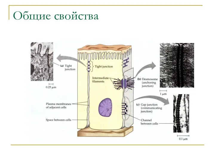 Общие свойства