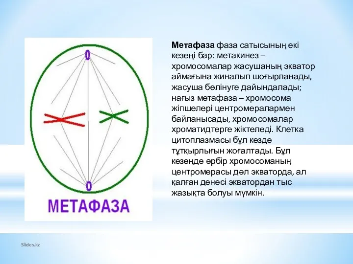 Slides.kz Метафаза фаза сатысының екі кезеңі бар: метакинез – хромосомалар