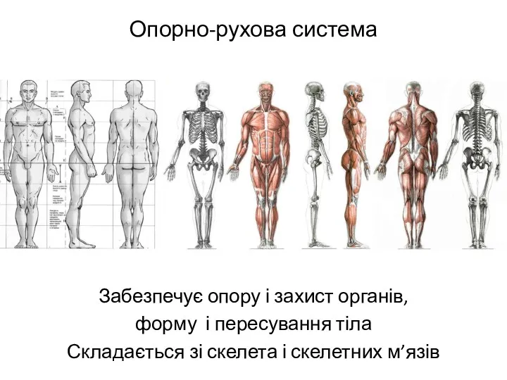 Опорно-рухова система Забезпечує опору і захист органів, форму і пересування