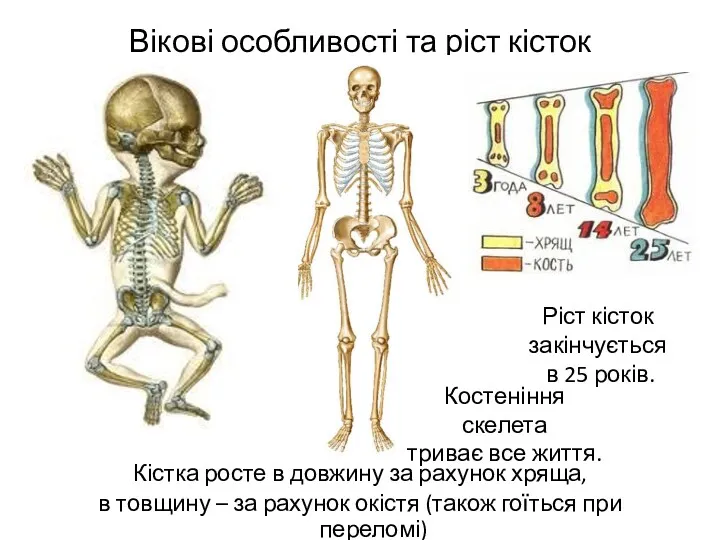 Вікові особливості та ріст кісток Кістка росте в довжину за