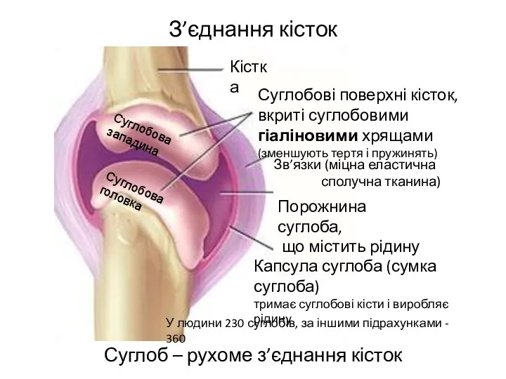 З’єднання кісток Суглоб – рухоме з’єднання кісток Кістка Суглобові поверхні