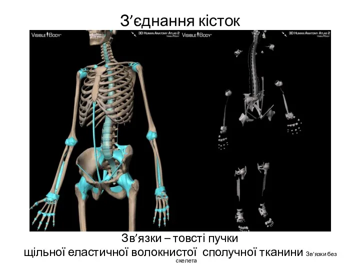 З’єднання кісток Зв’язки – товсті пучки щільної еластичної волокнистої сполучної тканини Зв’язки без скелета