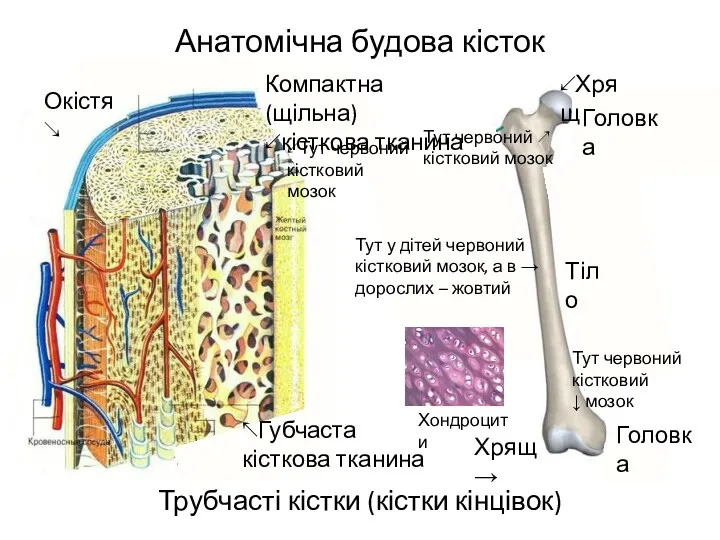 Анатомічна будова кісток Трубчасті кістки (кістки кінцівок) Окістя↘ Компактна (щільна)