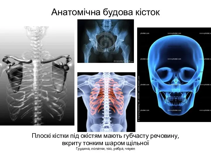 Анатомічна будова кісток Плоскі кістки під окістям мають губчасту речовину,