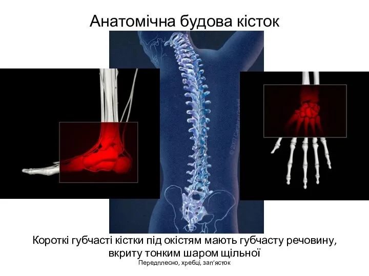 Анатомічна будова кісток Короткі губчасті кістки під окістям мають губчасту