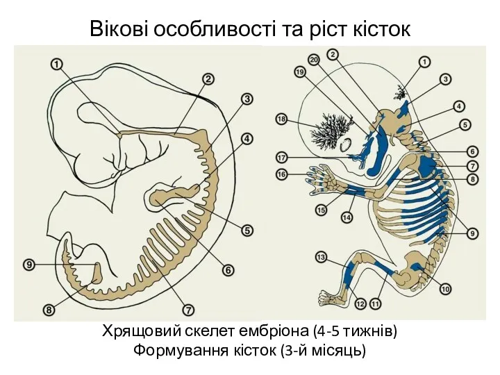 Вікові особливості та ріст кісток Хрящовий скелет ембріона (4-5 тижнів) Формування кісток (3-й місяць)