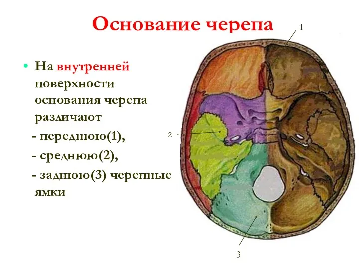 Основание черепа На внутренней поверхности основания черепа различают - переднюю(1),