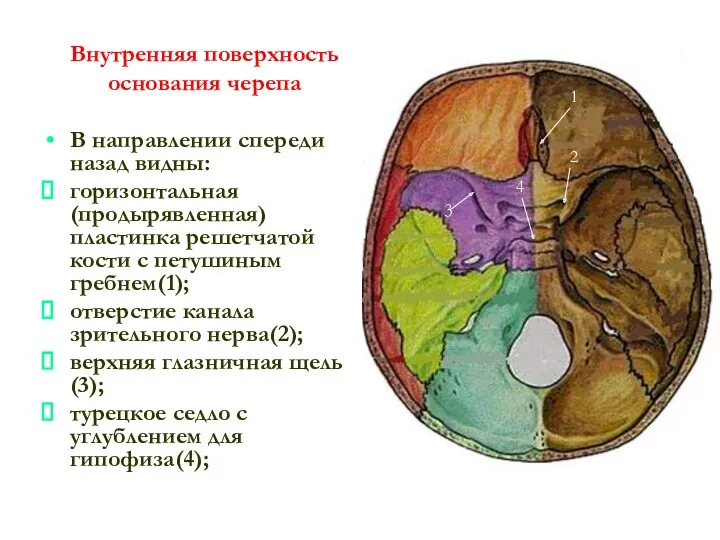Внутренняя поверхность основания черепа В направлении спереди назад видны: горизонтальная