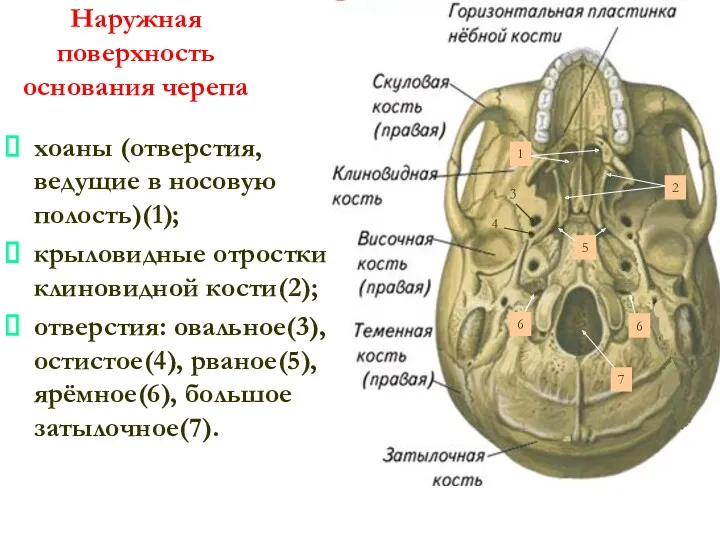 Наружная поверхность основания черепа хоаны (отверстия, ведущие в носовую полость)(1);