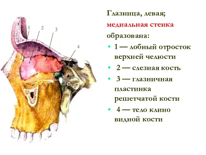 Глазница, левая; меди­альная стенка образована: 1 — лобный отросток верхней