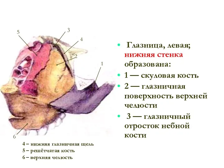 Глазница, левая; нижняя стенка образована: 1 — скуловая кость 2